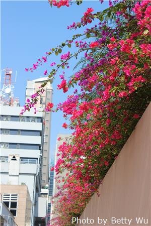 kowloon park