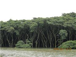 mangrove forest in dongzhai port