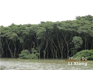 Mangrove Forest in Dongzhai port