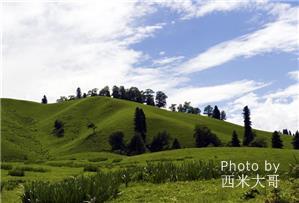 nalaty grassland