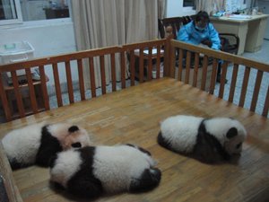 china tour chengdu giant