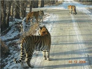 siberian tiger park