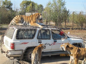 siberian tiger park