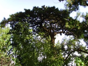 xiangshan park