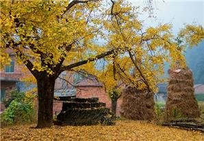 Enjoy a Lemon-Yellow Autumn in Shanghai