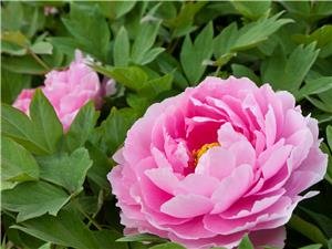 peony