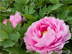 peony