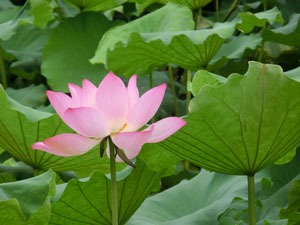 Summer Solstice (xià zhì夏至) — the Longest Day