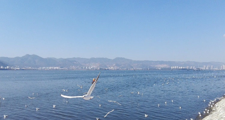 Black-Headed Gulls at Dianchi Lake