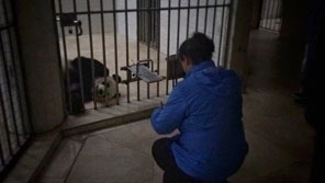 Evening date with pandas in wolong panda reserve