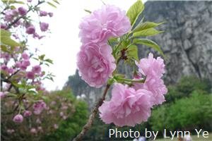 Cherry Blossoms in Yuyuantan Park