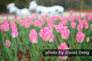 Tulip