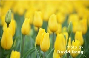 tulips