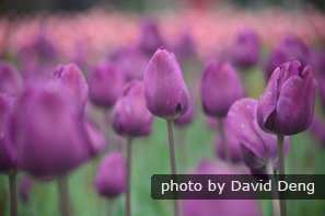 Tulip