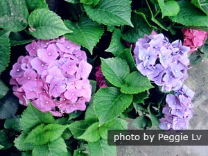 Guilin Flower Market