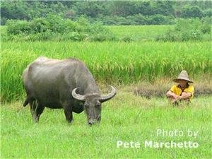 Guangxi Water Buffalo