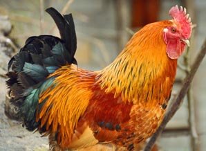 rooster