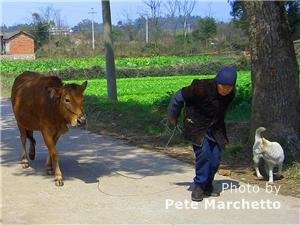 Guangxi road and cow herd