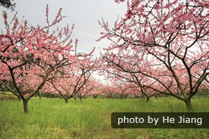 See peach blossoms in Shanghai in April