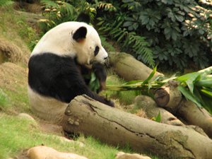 Panda in Hong Kong