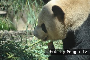 Giant Panda in Beijing Zoo