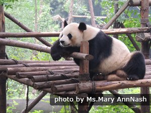 Panda