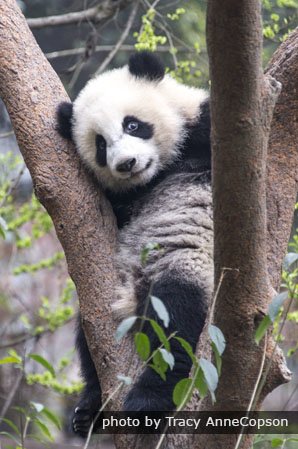 Giant panda cub