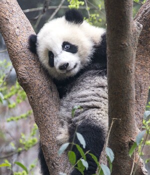 Giant panda in chengdu panda base