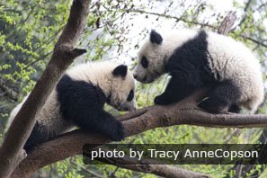Giant pandas