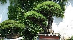 Bonsai