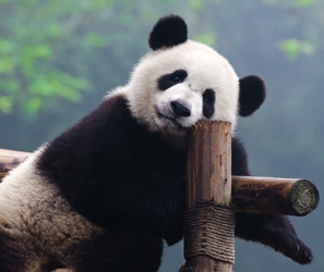 Wild panda like being along.