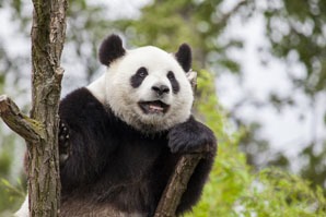The giant panda in Chengdu Panda Breeding and Research Center