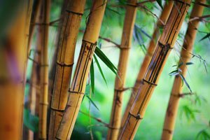 Bamboo