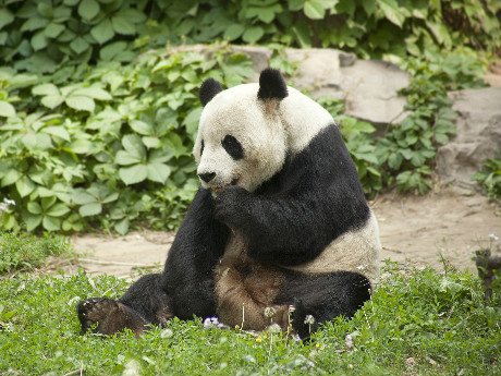 Beijing Zoo