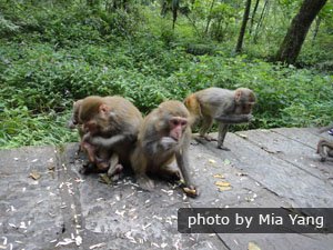 The monkeys in Zhangjiajie National Forest Park