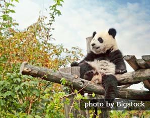 Giant Panda Breeding Programs