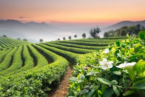 A Tea Plantation In Hangzhou