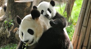 Giant pandas