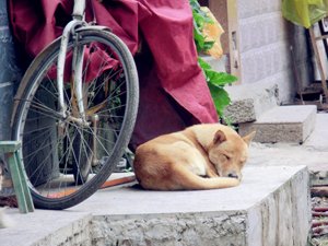Dog
