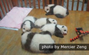Baby Giant Pandas