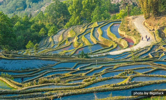 Yuanyang Terraced Fields