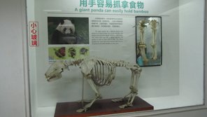 Giant panda