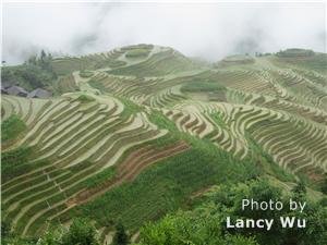Longji Terraced Fields