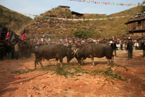bull fighting