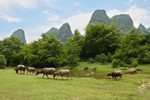 Water buffaloes grazing in Guilin