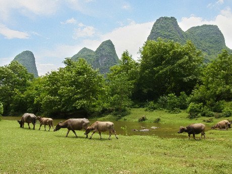 Yangshuo Countryside