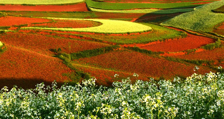 White Cole Flowers at Dongchuan Red Land