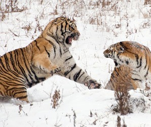Siberian tigers