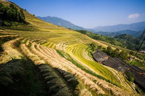Longji Rice Terraces