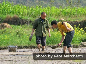 Paddy Field Farming In Guilin
